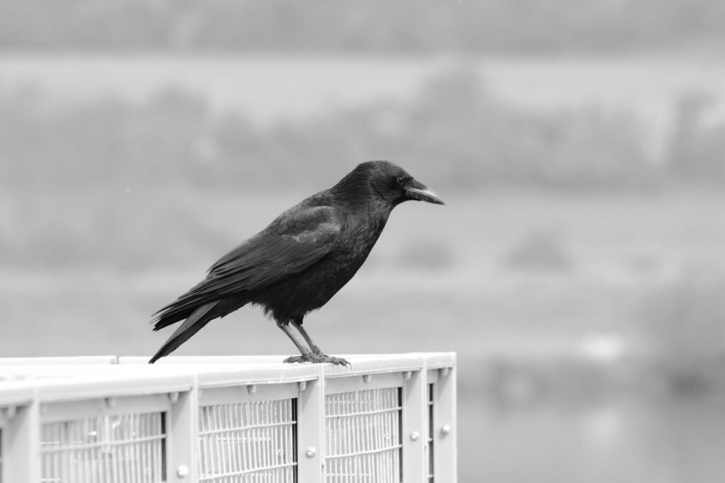 The New Caledonian Crow
