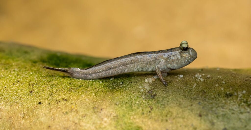 Top 10 Interesting Facts About Mudskippers
