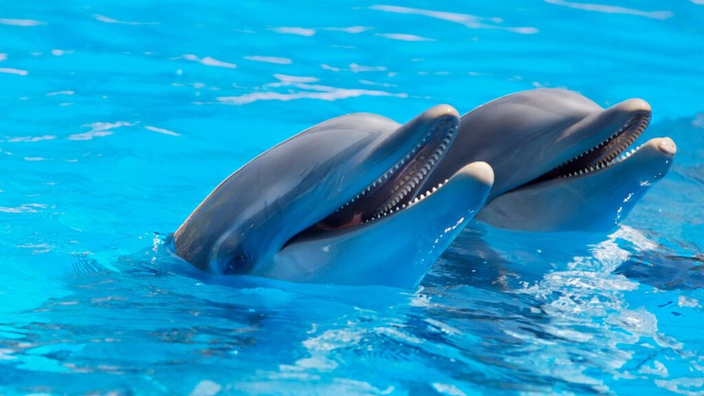 The Dolphin: Nature’s Joyful Ambassador