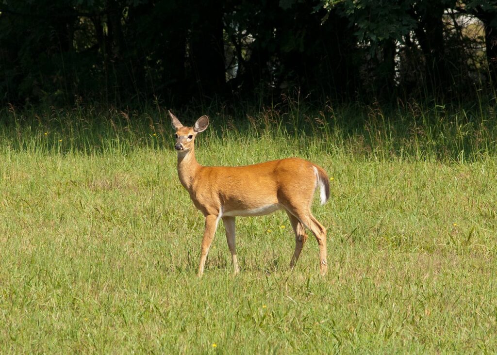 What is New Hampshire's State Animal?