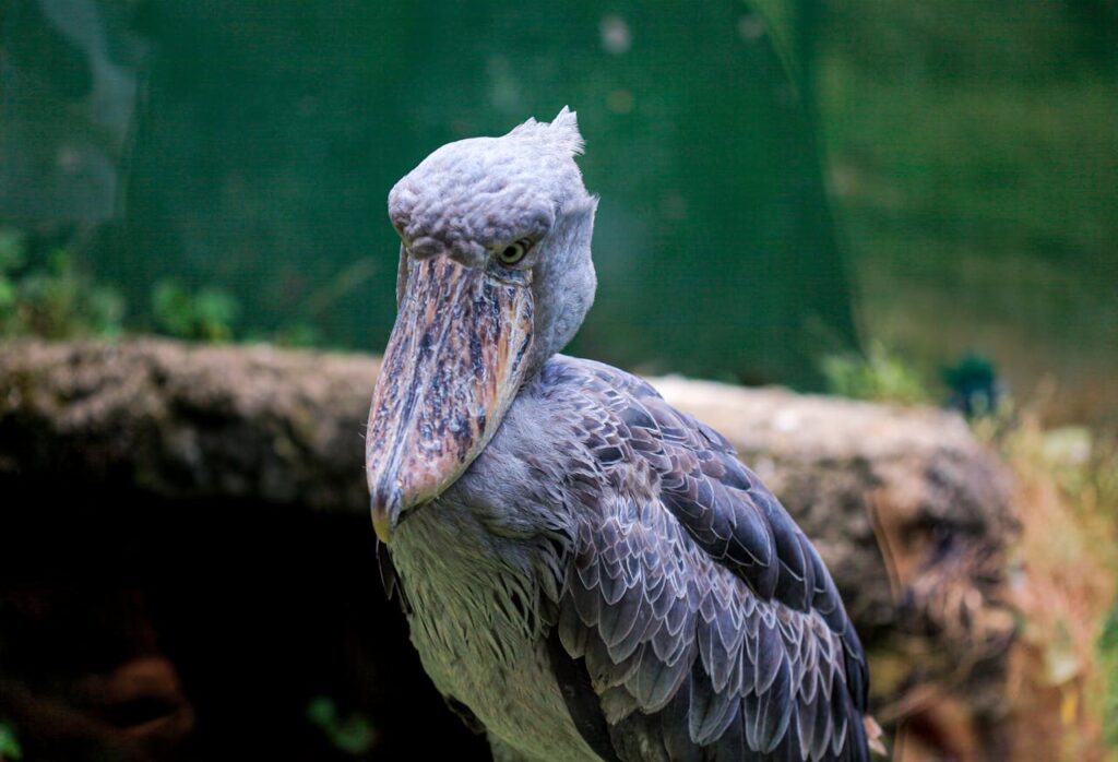 Facts About Shoebill Storks (The Dinosaur Bird)