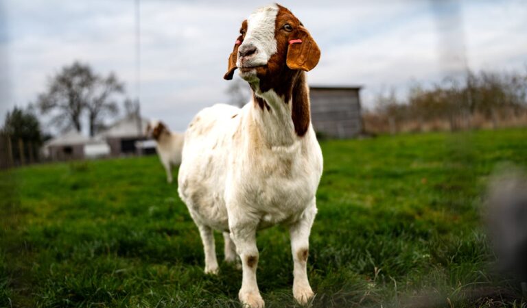 Fun Facts About Fainting Goats Fun Facts About Fainting Goats