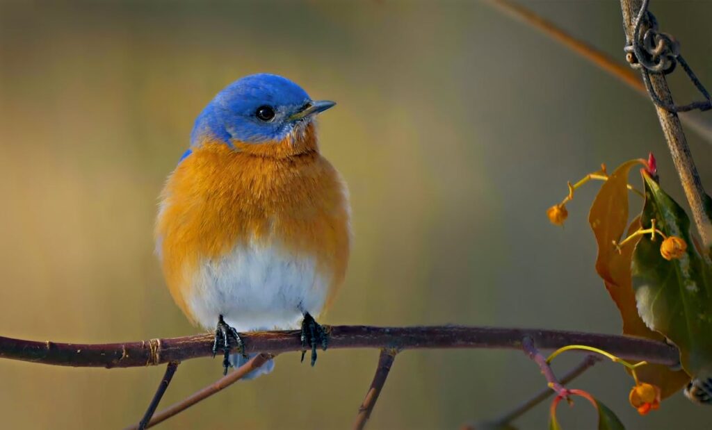 The Bluebird: A Feathered Icon of Joy