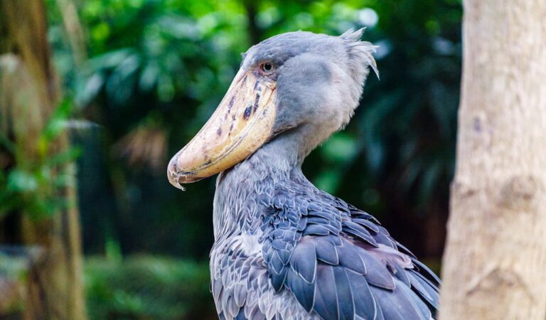 Facts About Shoebill Storks (The Dinosaur Bird) Facts About Shoebill Storks (The Dinosaur Bird)