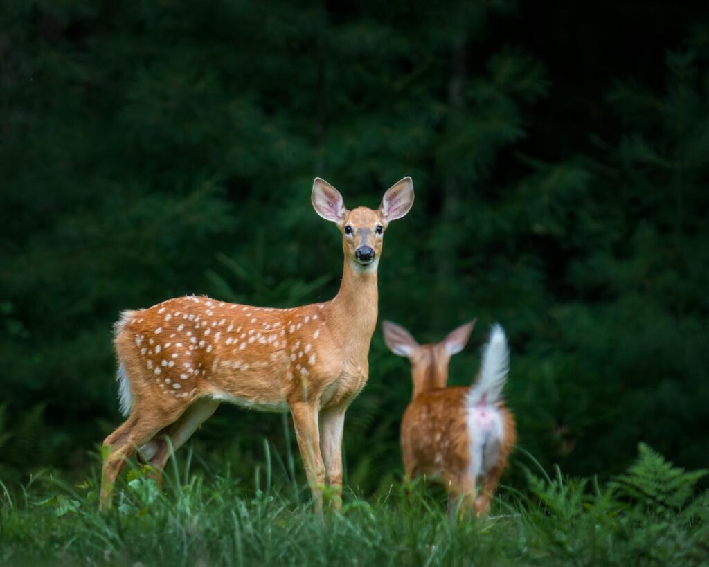 What is New Hampshire's State Animal?