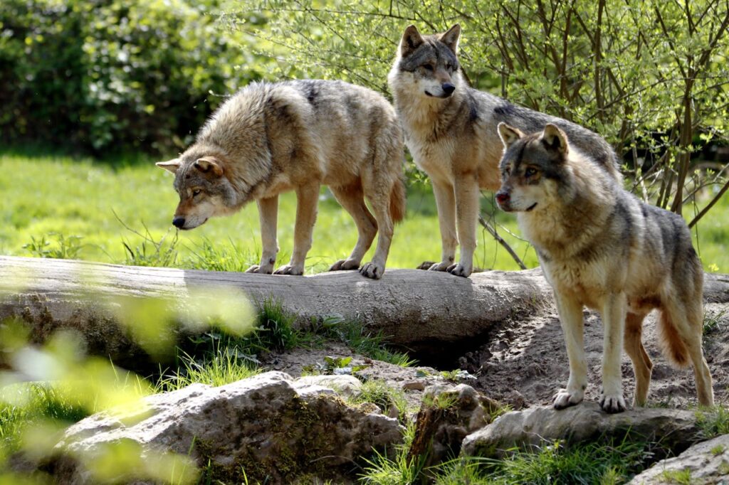 Which Animal Best Symbolizes Bravery?