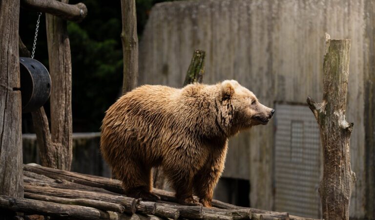 What is Montana’s State Animal? What is Montana’s State Animal?