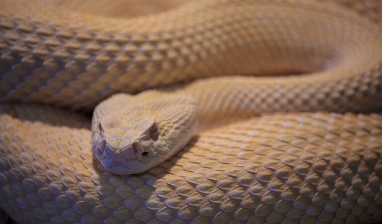 Are There Rattlesnakes in Montana? Are There Rattlesnakes in Montana?