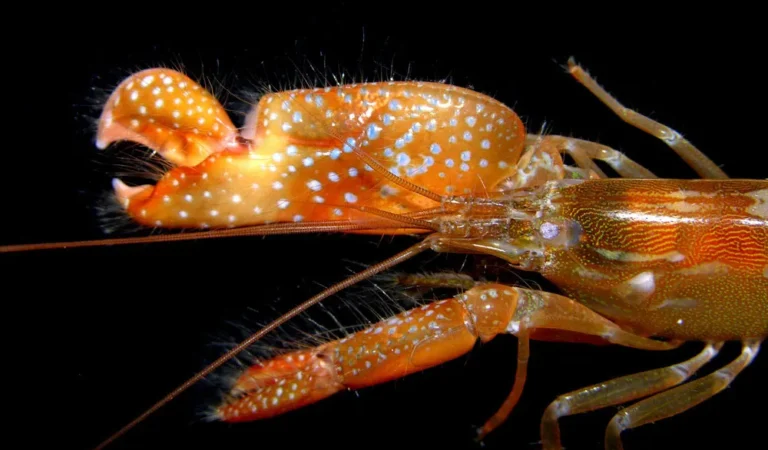 Interesting Facts About Pistol Shrimp: Loudest and Deadliest Creature Interesting Facts About Pistol Shrimp: Loudest and Deadliest Creature